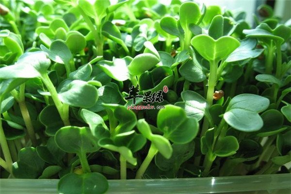 萝卜苗也能吃 助消化增强免疫力