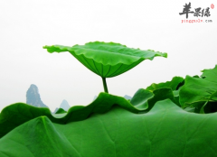 荷叶泡水喝需要注意的几点事项