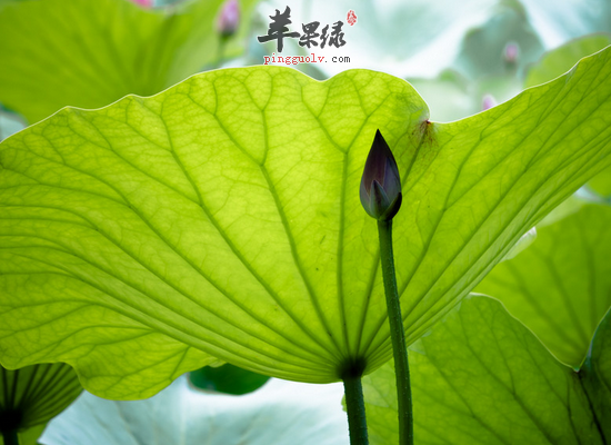 荷叶泡水喝需要注意的事项