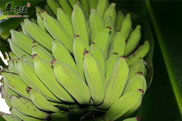 熱帶水果芭蕉含有哪些營養成分