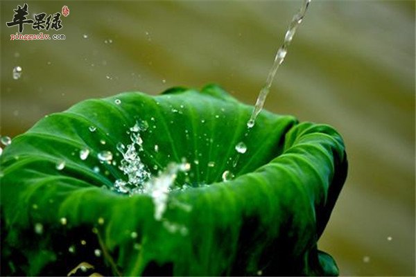 荷叶泡茶2.jpg
