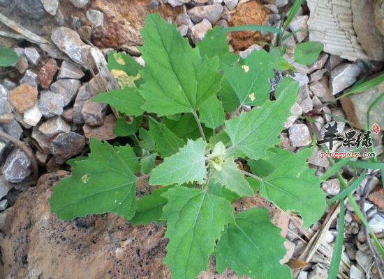 苹果绿 食材大全 营养价值食材明细:灰条菜300克