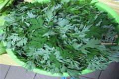 艾叶怎么吃可以起到食疗作用