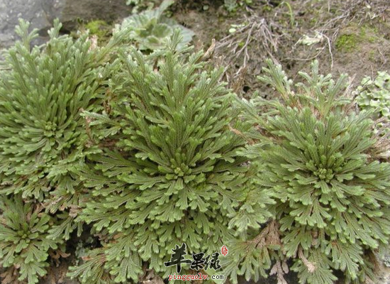 服用石上柏清热解毒祛风除湿