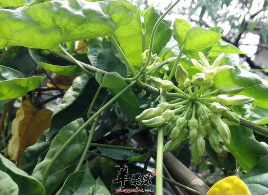 清肝明目强筋壮骨服用夜香花 苹果绿 清肝明目强筋壮骨服用夜香花 苹果绿