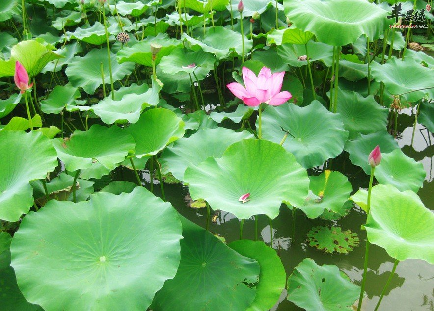 600kk东方心经玄机:荷叶减肥茶效果好吗 教你自己制作