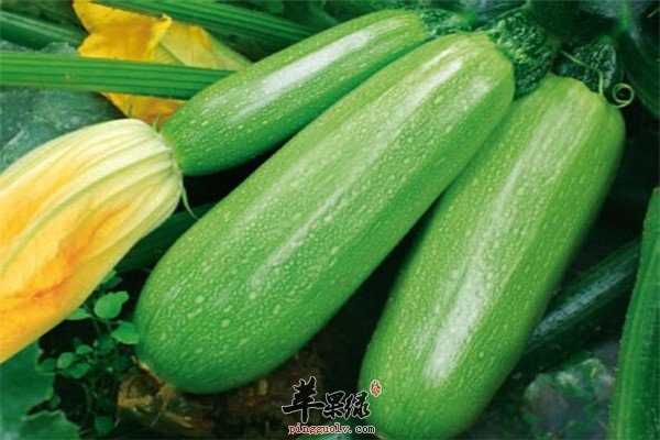 西葫芦的饮食禁忌