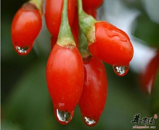 枸杞保存方法及其枸杞的做法