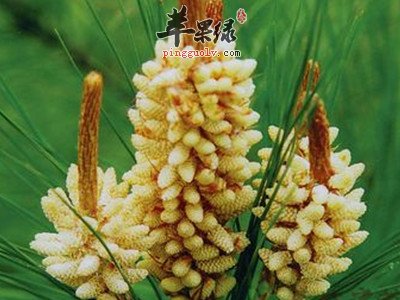 松花粉的功效与作用 美容健胃抗衰老