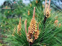 松花粉对付皮肤问题很有效