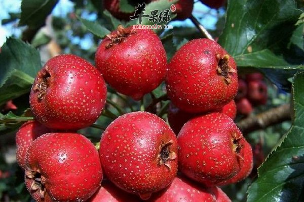 養生專家說山楂在 中醫裡面有 收斂 止痢,消積化滯, 活血化淤的功效