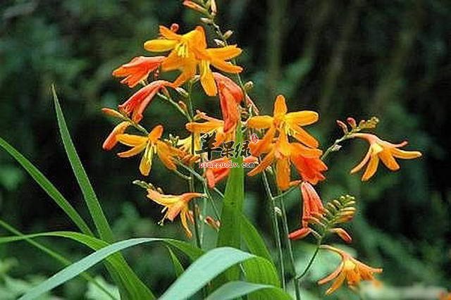 射干的好处有很多 你了解多少