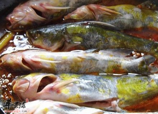 水气浮肿累痢溃烂吃黄颡鱼_苹果绿