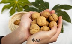 多吃核桃能让人变聪明和年轻