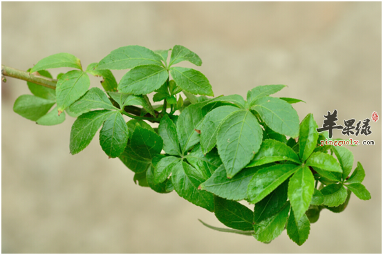 白簕的功效与作用 能治疗多种疾病