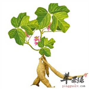 葛根粉的功效 能解酒下火降血糖_苹果绿
