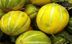 香瓜營養豐富 減肥時可以吃嗎