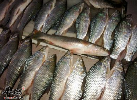 苹果绿 食材大全 营养价值鲚鱼指的是凤鲚,是一种河口性洄游鱼类,一般