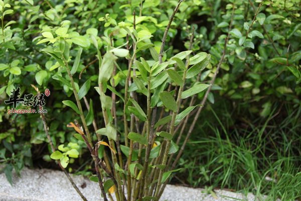 金釵石斛功效作用 養胃生津 滋陰清熱