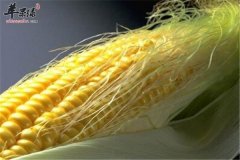 玉米须的十大利用价值让你震惊