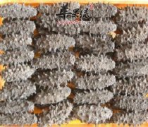 海参能滋阴补肾补血润燥