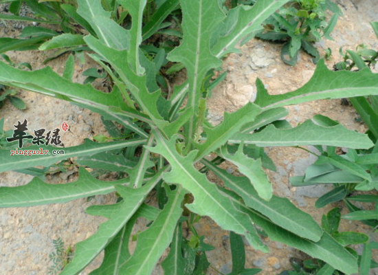 家常食用苣荬菜清热解毒凉血利湿