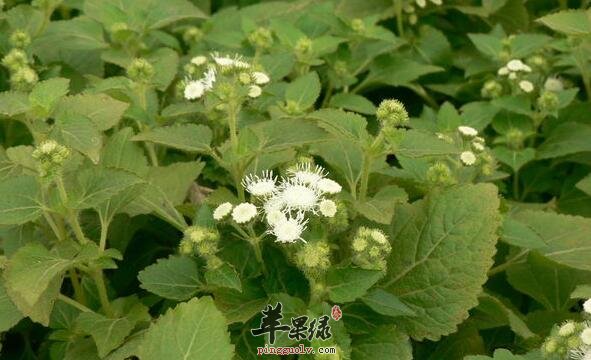 藿香蓟不仅可观赏还对健康有益