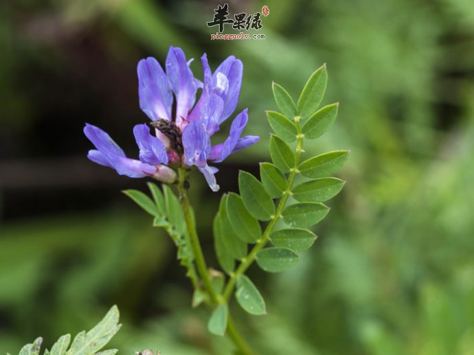 牛扁的功效与作用 能祛风止咳化痰