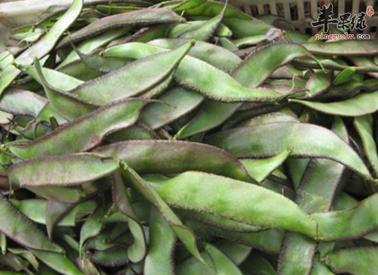 吃眉豆的好处 眉豆有什么药用价值