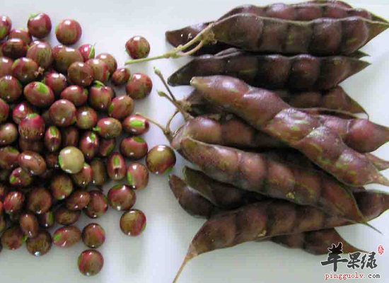 中药木豆清热解毒补中益气