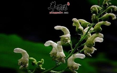牛扁 牛扁在哪个位置