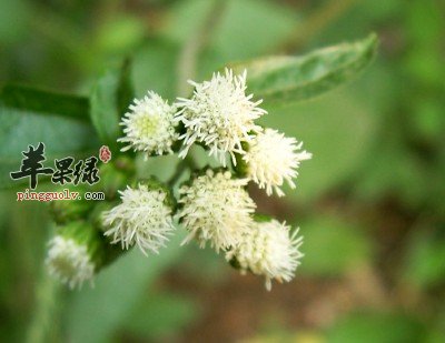 毛麝香的功效与作用 能祛风湿消肿止痛