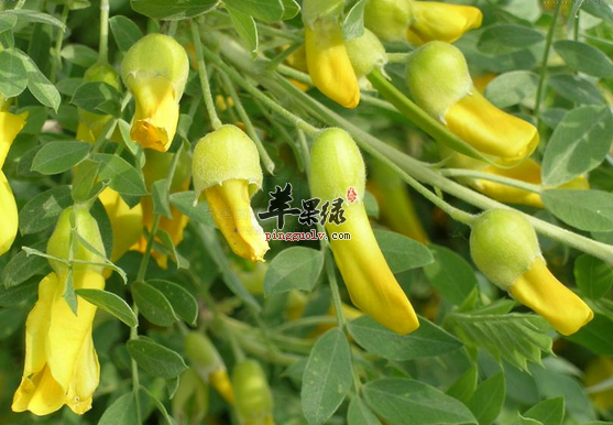 苹果绿 中药大全 功效与作用锦鸡儿是很多人并不了解的一种 食材,这种