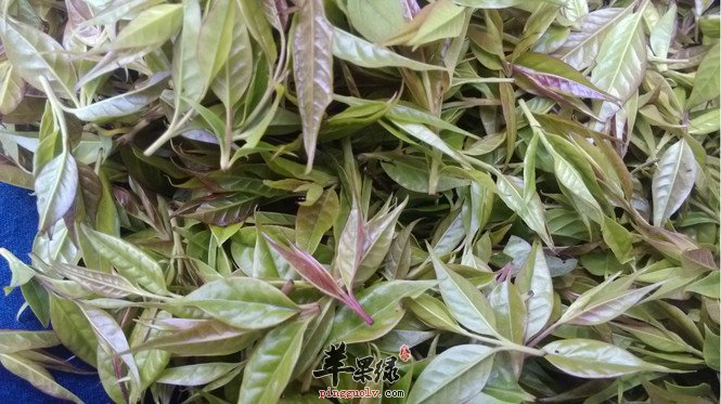 蜂蜜配置苦丁茶能够治疗咽喉炎