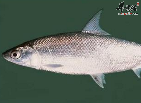 虱目鱼增强记忆力降低胆固醇 苹果绿