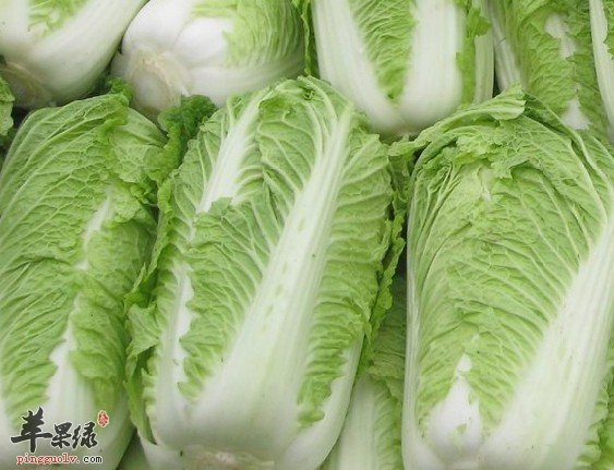 糖尿病人可不可以吃大白菜呢