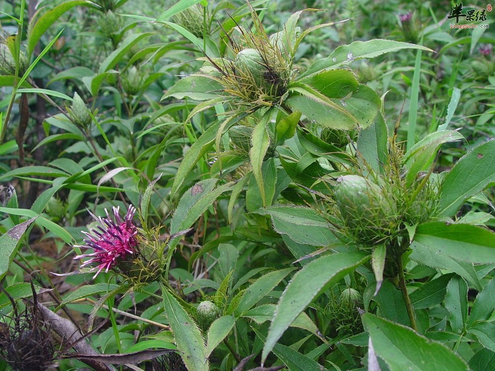 芡实虽好但不是人人都可食用的