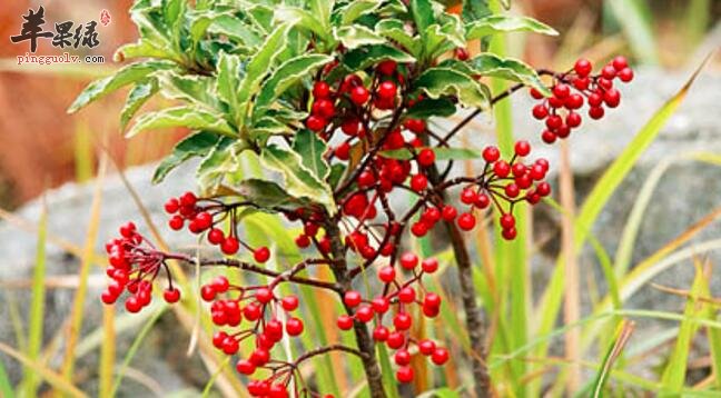 小罗伞的功效与作用