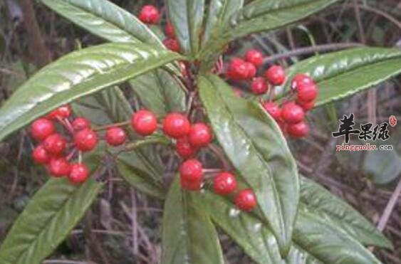 小罗伞的功效与作用