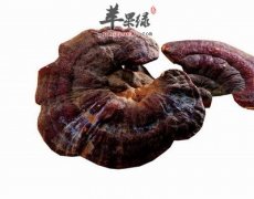 灵芝粉的好坏辨别方法介绍