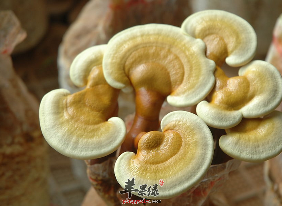 有关灵芝的一些治病食疗方详解