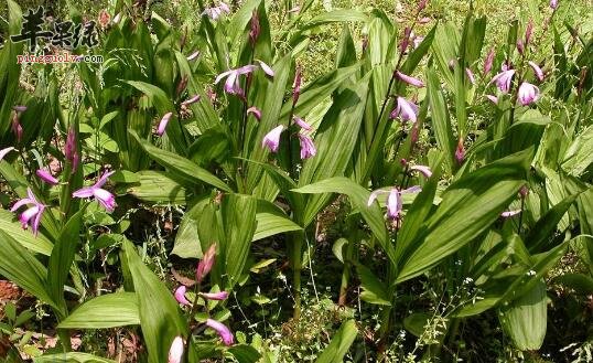 白芨的功效与作用_白芨的用法用量及禁忌_白芨的附方_苹果绿