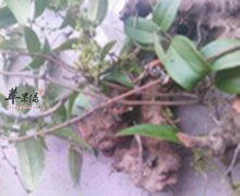 茯苓的功效和作用 能治病养生