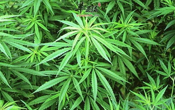 大麻的功效与作用 大麻和蓖麻的区别 大麻的图片 苹果绿