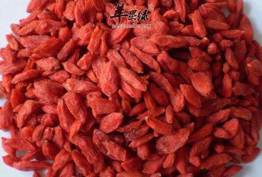 小小枸杞能补肾补血增强活力
