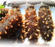 海参能够补肾治疗疾病 这样吃