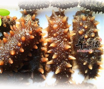 食用海参能健脑抗衰老 食用要注意的禁忌