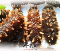 海参不同人群食用功效不同
