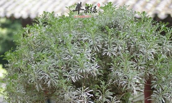 芙蓉菊的功效与作用_芙蓉菊的用法用量及毒性_芙蓉菊的附方_苹果绿