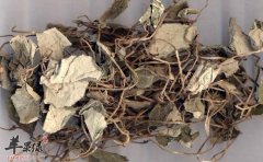 广金钱草的功效与作用